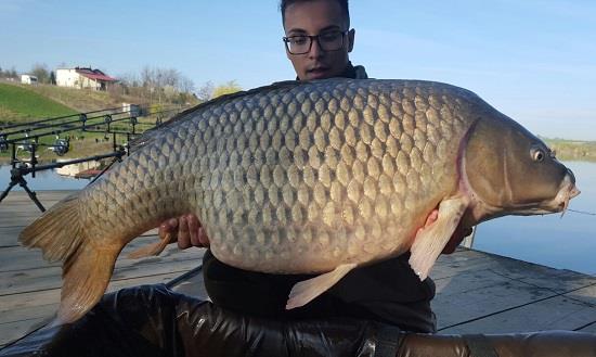 Primul crap de peste 20 de kg prins in 2016 la Moara Vlasiei 2